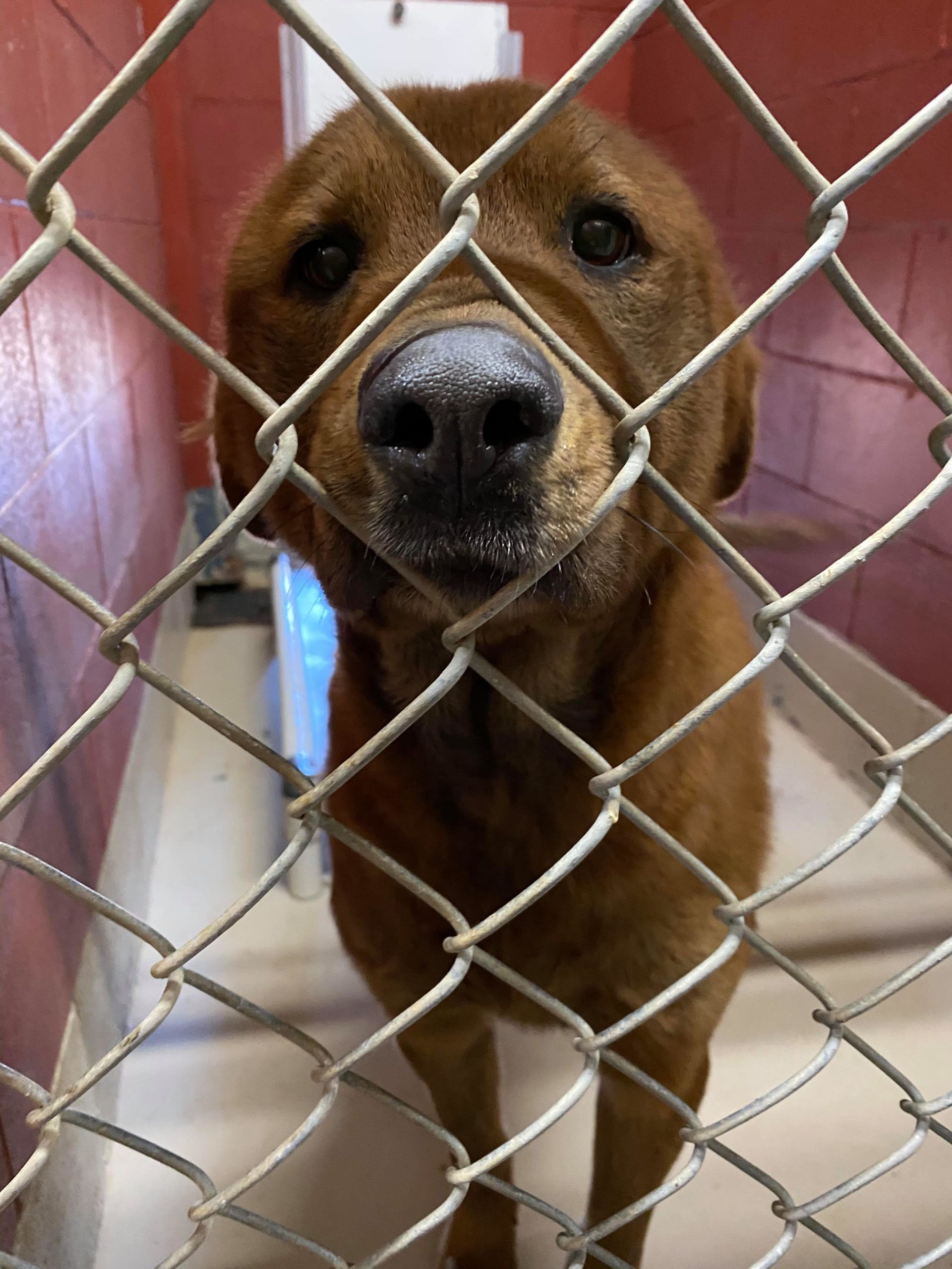 Sampson in shelter